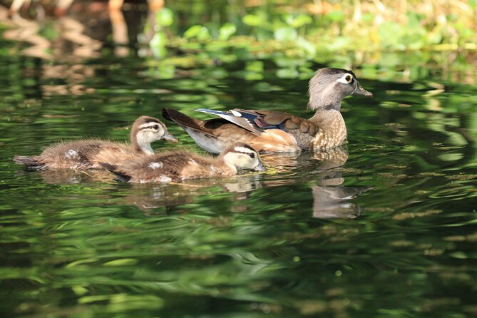 Wekiva Wildlife Kayaking Adventure Tour - Common Questions