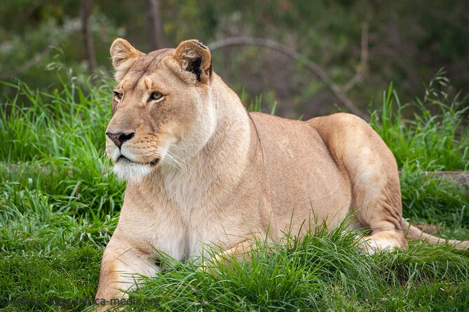 Wild Cat Experience Tour - Plan Your Wild Cat Experience