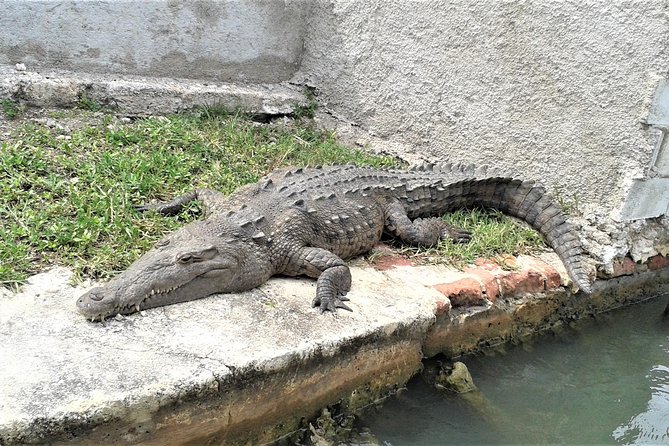 YS Falls and Black River Safari Guided Tour From Montego Bay and Grand Palladium - The Sum Up
