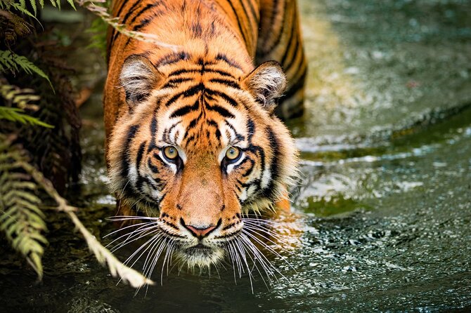 8 Day Golden Triangle Tour With Ranthambore Tigers Tour - Good To Know