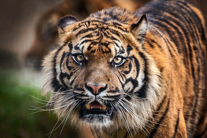 8 Day Golden Triangle Tour With Ranthambore{Taj,Tigers & More} - Good To Know