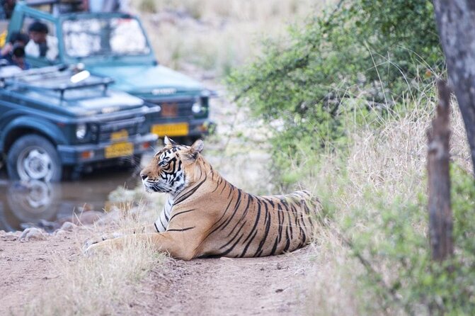 8-Day Private Golden Triangle Tour With a Ranthambore Wildlife Safari From Delhi