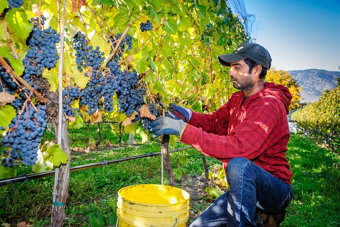 8 Hour Napa or Sonoma Wine Tour in Private Limousine