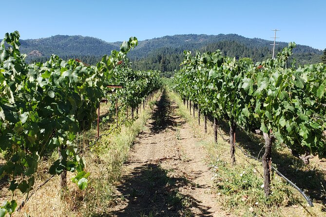 8 Hour Napa Valley Wine Tasting Tour From San Francisco