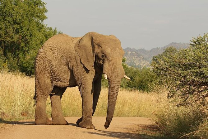 2-Days Pilanesberg Best Chance to View "Big 5" With Private Extended Safari - Common Questions