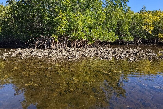 2 Hour Tandem Kayak Tour (Price for 2 People) - The Sum Up