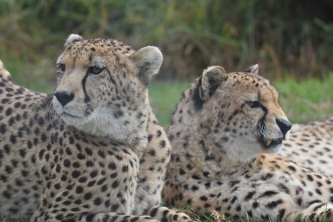 2-Night Tenikwa Wildlife Centre Lion Cabin Experience  - Plettenberg Bay - The Sum Up