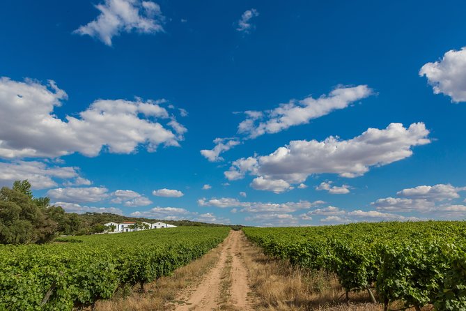 Alentejo Wine Tour From Évora - Common Questions
