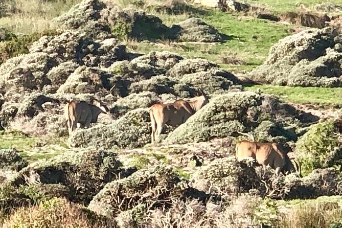 Cape Town Safari Transfers - The Sum Up