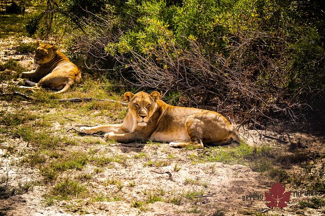 EXCLUSIVE West Coast Safari and Khoi San Village COMBO - Pricing and Legal Information