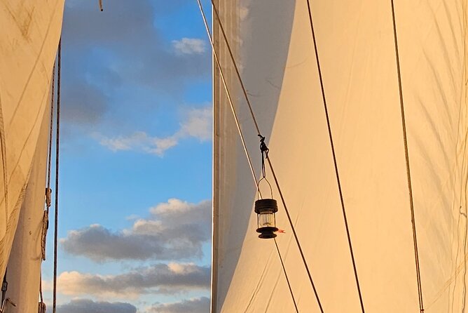 Experience Oceanside Sailing With Whales and Dolphins! - Pricing and Booking