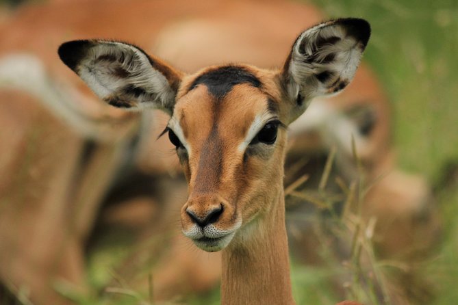 Full Day Safari in the Kruger National Park From Hazyview - Itinerary and Activities