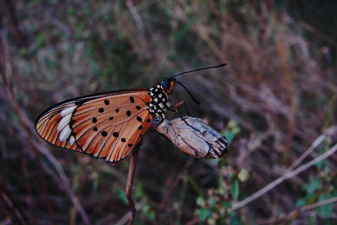 Fullday Gamedrives in Kruger National Park From Marlothpark - The Sum Up