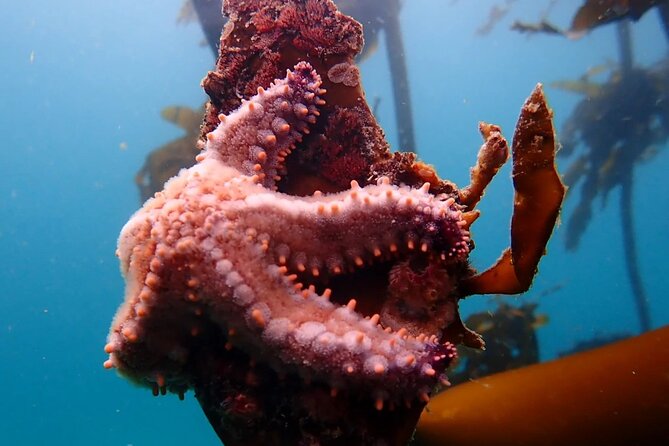 Kelp Forest Snorkeling in Cape Town - Minimum Traveler Requirement and Options