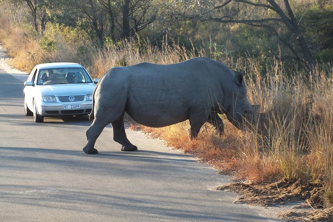 Kruger Park Safari: Guided Day Tour From Nelspruit - The Sum Up