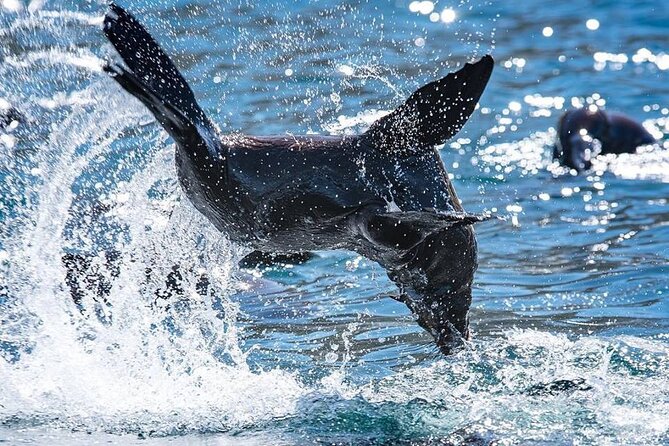 Seal Snorkeling Experience in Cape Town - Cancellation Policy and Weather Conditions
