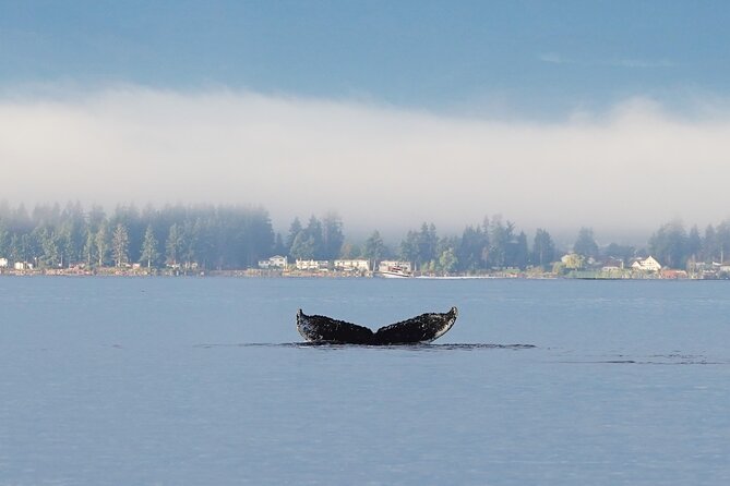 Spring Bears and Whales in Campbell River Tour - The Sum Up