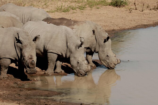 Sunset Game Drive Safari Near Hoedspruit - The Sum Up