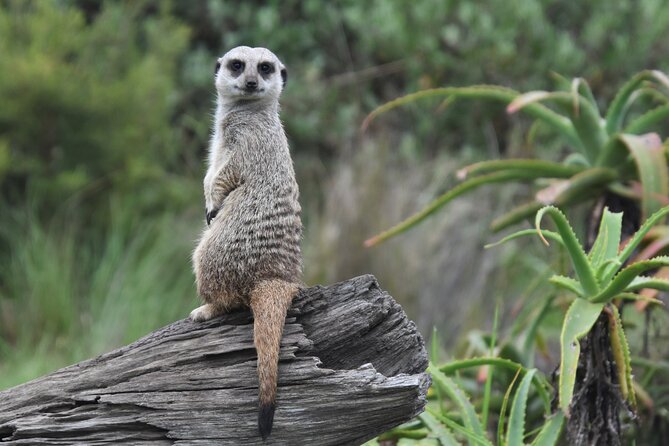 The Private Wildlife Tour - Tour Overview