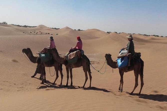 Trekking in Morocco / Atlas Mountains and Sahara Trek (5days) - Rave Reviews: What Previous Trekkers Say