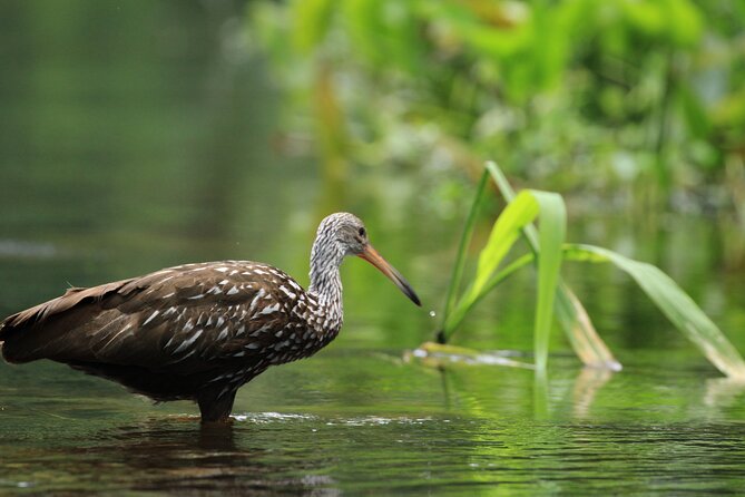 Wekiva Wildlife Kayaking Adventure Tour - The Sum Up