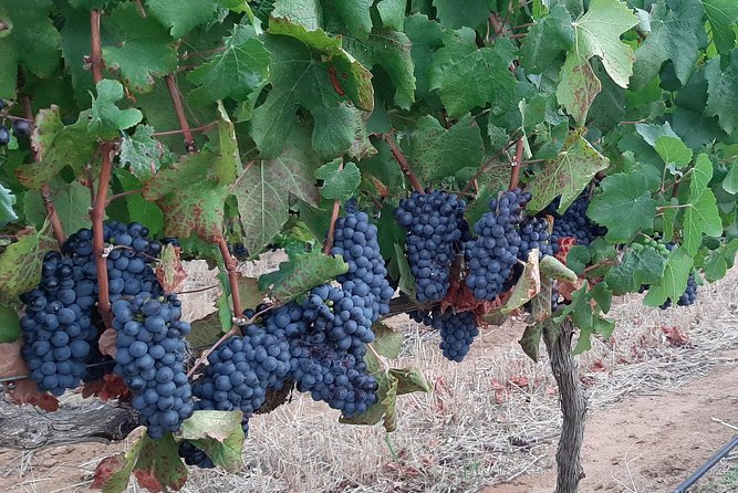 Wine Tour to Stellenbosch & Franschhoek • Incl Tastings & Lunch - Key Points