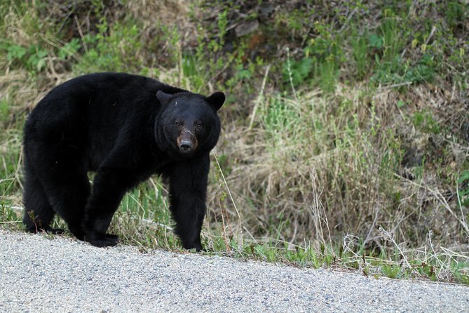 Yukon Extended Summit Drive Tour (From Skagway) - Traveler Reviews and Ratings