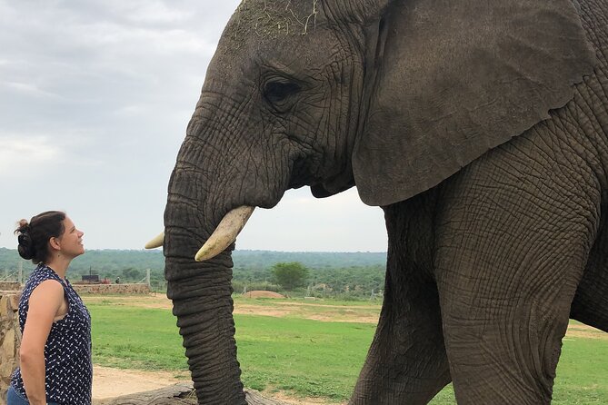 90-minute Elephant Watching Experience in Hoedspruit - Good To Know
