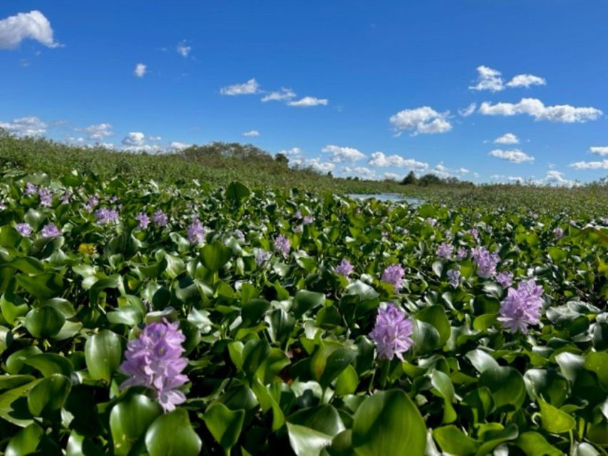 90 Minute Everglades Cruise