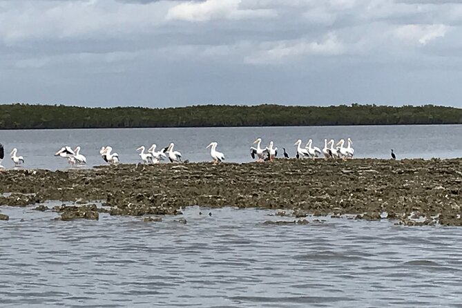 90-Minute Guided Eco Airboat Tour in Homosassa - Good To Know