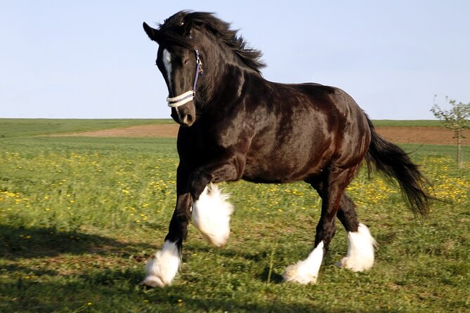 90 Minutes of Mindfulness With Draft Horses in Florida - Good To Know