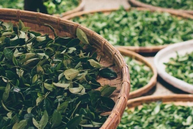 90minutes Tea Preparation and Tasting Experience in Como