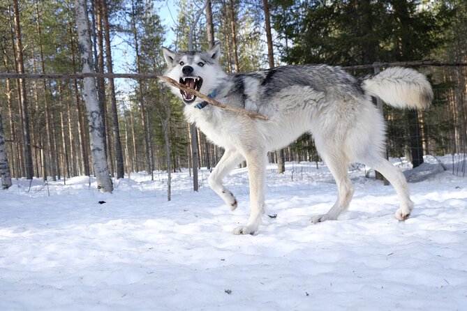 A Day At Wolfland - Good To Know