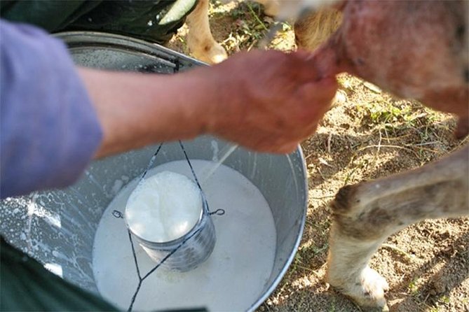 A Day With the Shepherd Milking Sheeps and Making Cheese in the National Park of Abruzzo