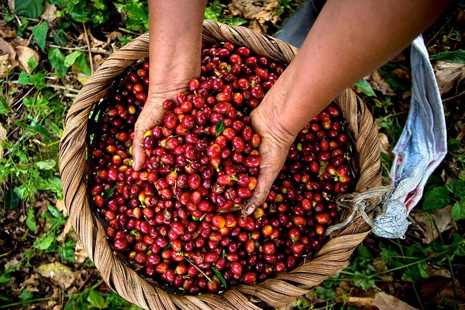 A Taste of Aquiares - 2 Hours Coffee Tour - Good To Know