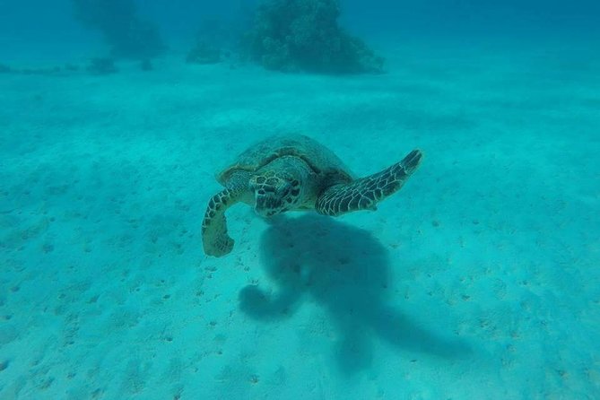 Abu Dabbab Beach Full Day From Hurghada - Tour Highlights