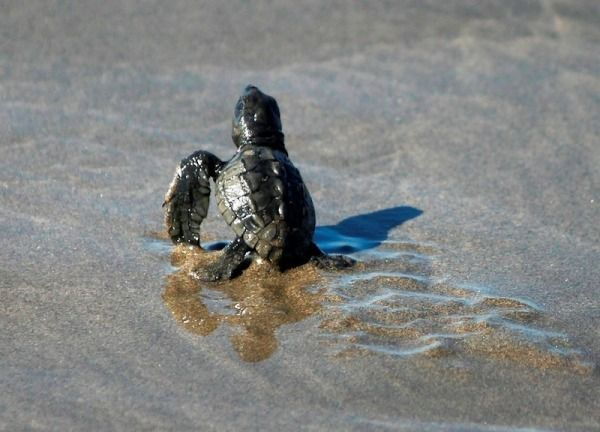 .Acapulco: 6-Hour Coyuca Lagoon Tour