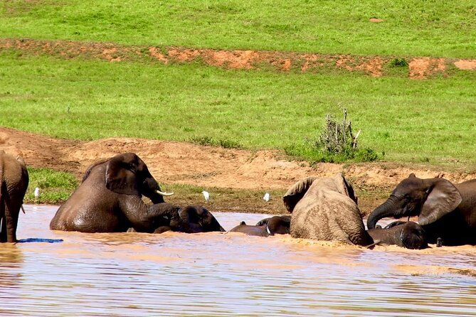 Addo Elephant National Park Full Day Group Game Drive