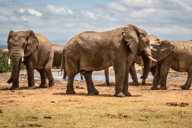 Addo Elephant National Park Private Half-Day Safari - Pricing and Availability