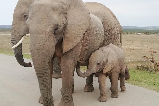 Addo Elephant Night Drive in 4x4 Vehicle Includes Transfer From Port Elizabeth - Benefits of Addo Elephant Night Drive