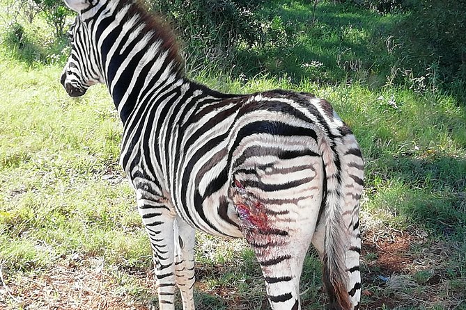 Addo Elephant Park Day Visit Followed by a 4x4 Night Drive With a Park Ranger - Good To Know