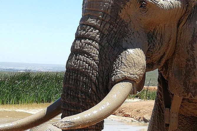 Addo Elephant Park Day Visit Plus 2 Hours in Open Vehicle With Park Ranger