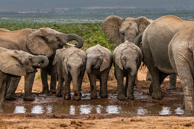 2 Best Shore Excursions In Port Elizabeth