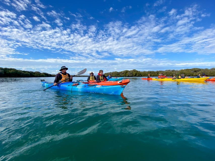 Adelaide: Dolphin Sanctuary Mangroves Kayak Tour - Good To Know