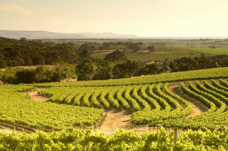 Adelaide: McLaren Vale and Glenelg Wine Tasting Tour - Good To Know
