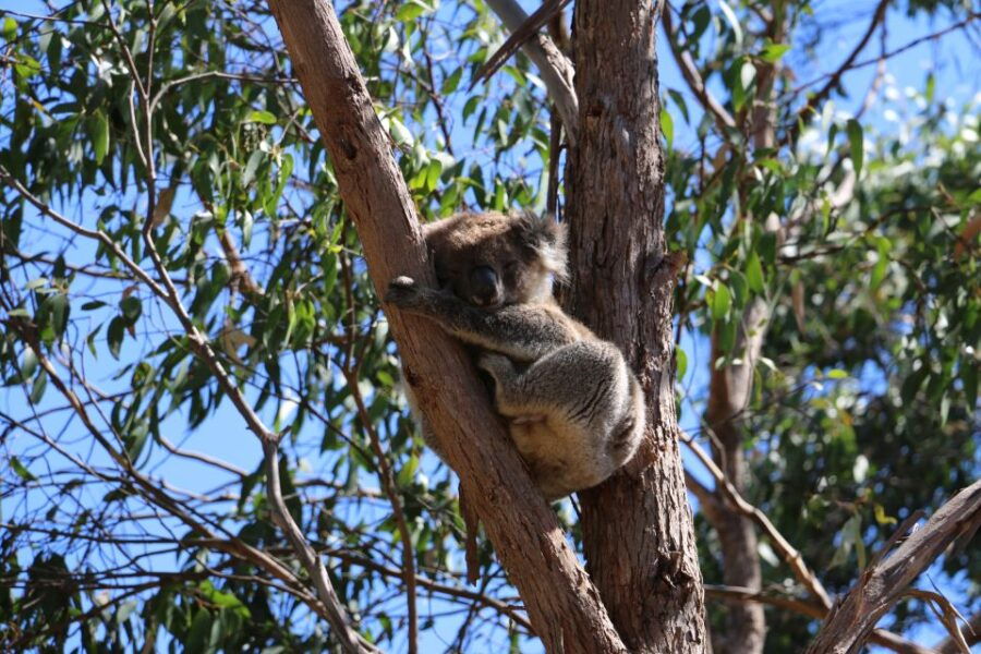 Adelaide: Morialta Wilderness and Wildlife Hike - Good To Know