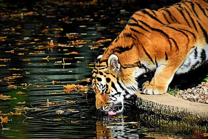 Adventures Ranthambore Wildlife Safari Tour From Delhi With Safari Rides - Good To Know