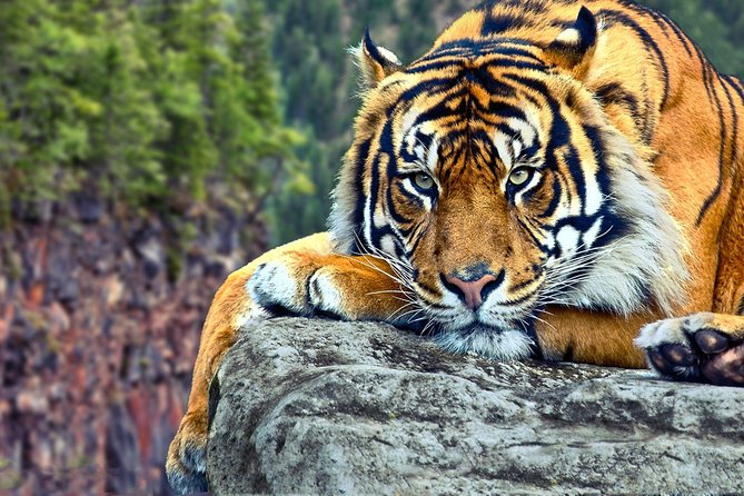 Adventures Ranthambore Wildlife Safari Tour From Delhi With Safari Rides