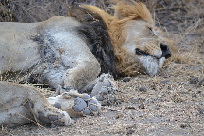 African Safari in Pilanesberg National Park – 1 Day Adventure