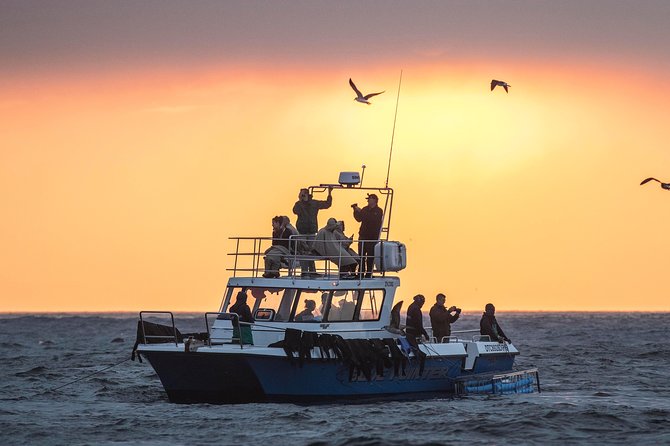 African Shark Eco-Charters Shark Cage Diving Cape Town